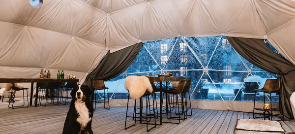 dog in the middle of a geodesic dome overlooking a table and window