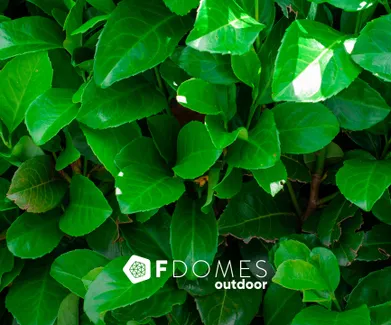Introducing FDomes Outdoor: Elevate Your Outdoor Living Experience