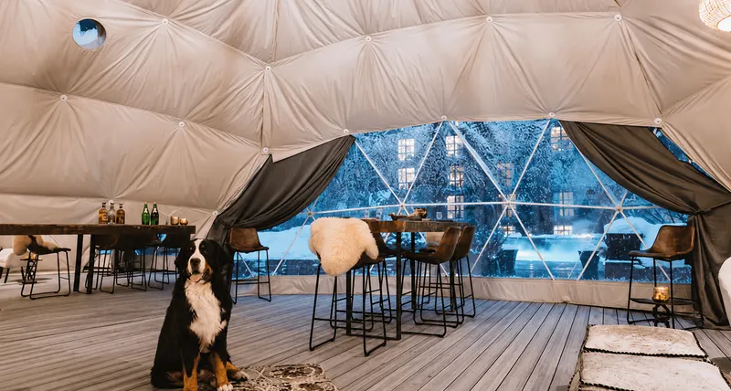 dog in the middle of a geodesic dome overlooking a table and window