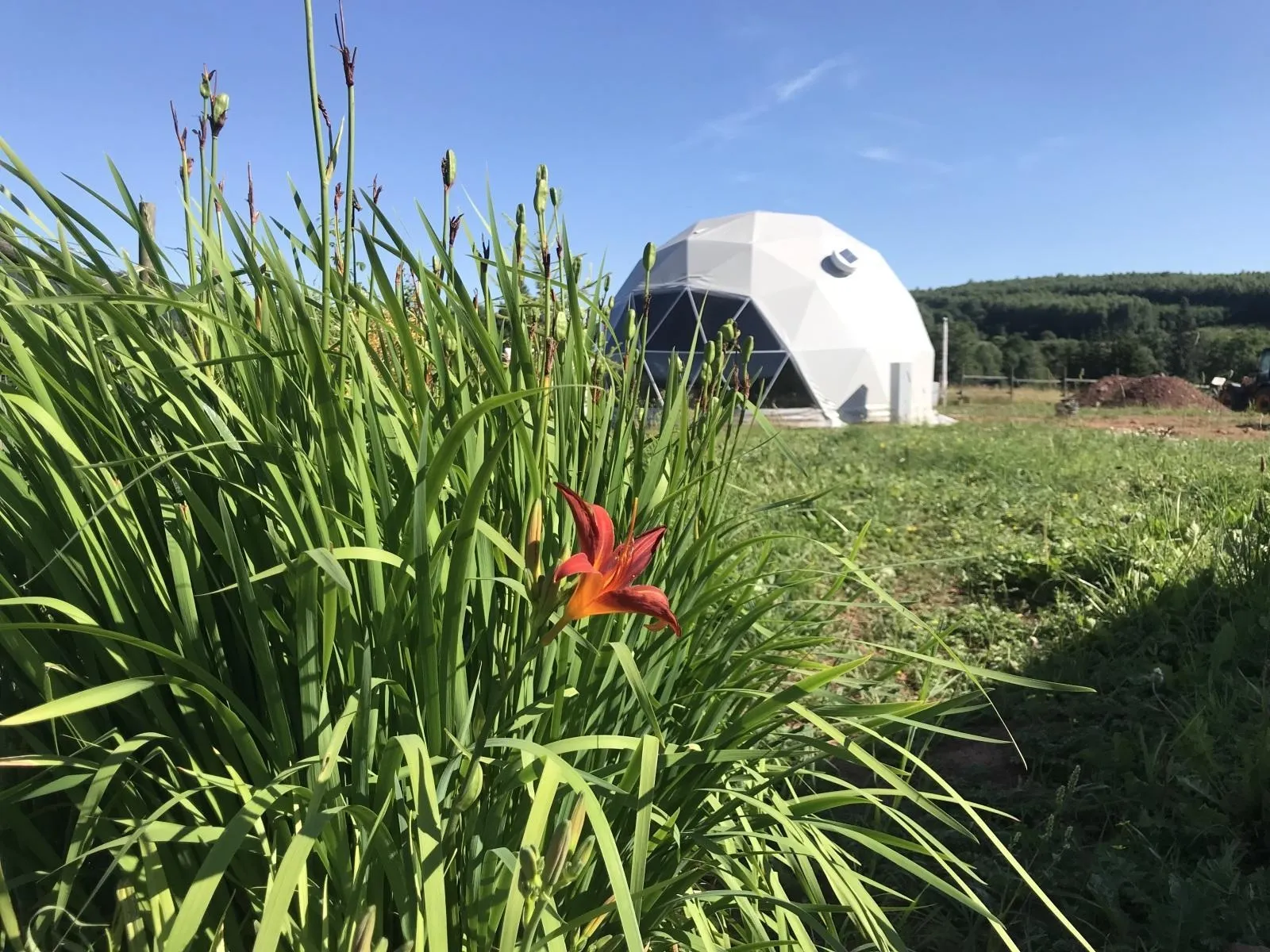 orange flower in front of white geodesic dome on the field