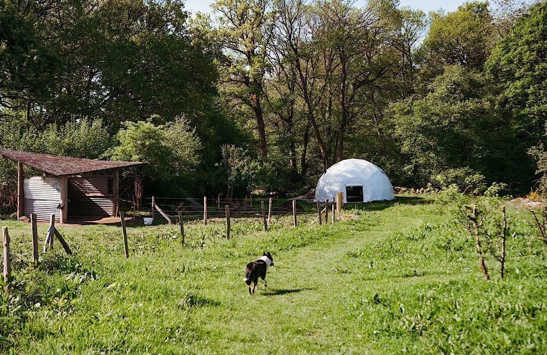 FDomes glamping site le Monteil revolution border collie dog