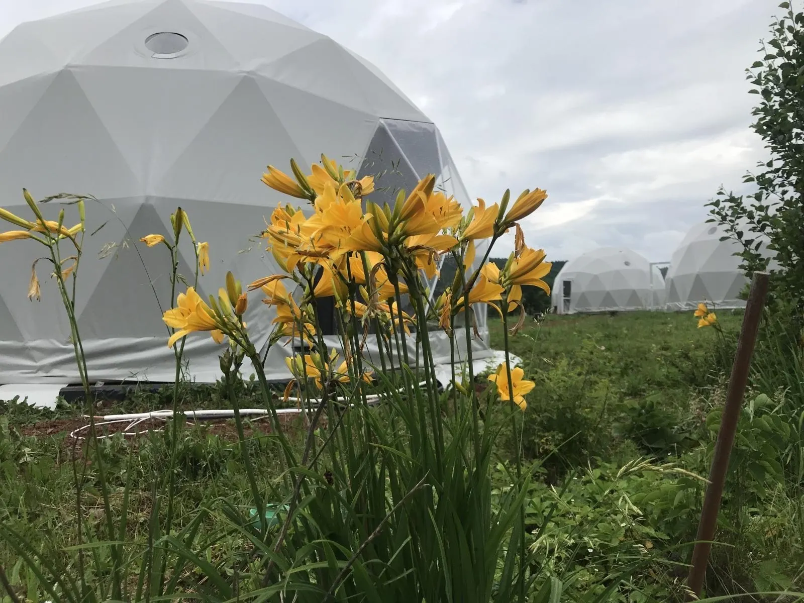 yellow flowers in front of white geodesic dome on the field