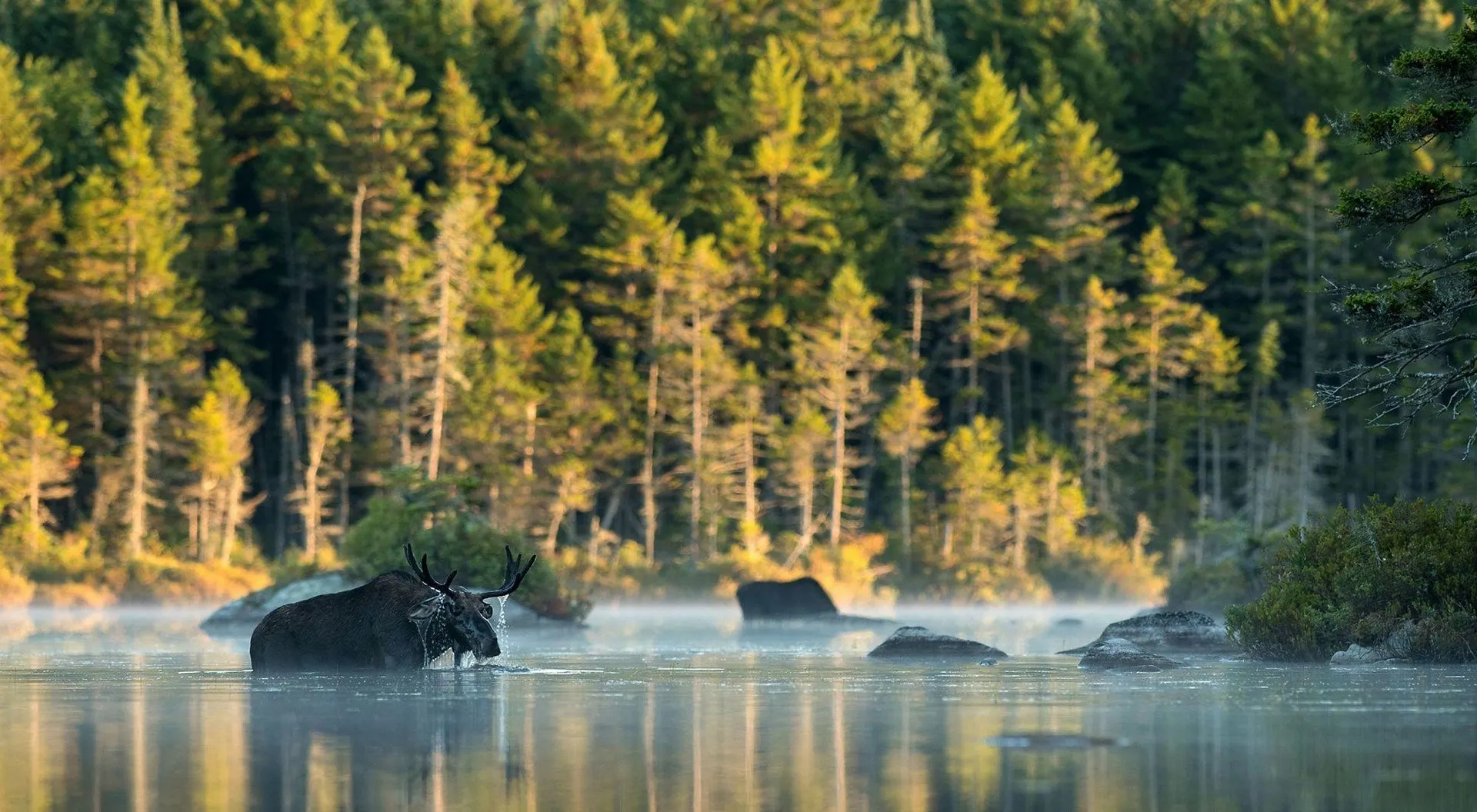 reindeer in the water in the forest