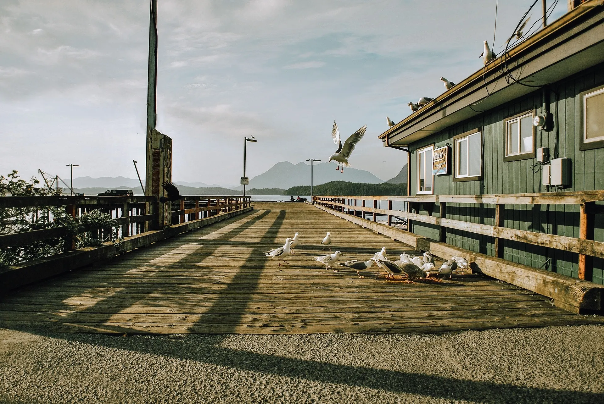 pier over the water and flying seagulls